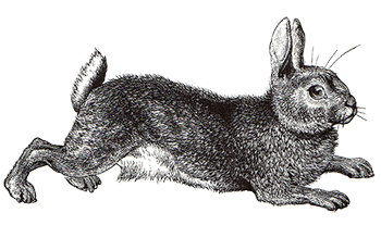 rabbit A rabbit is running through the garden